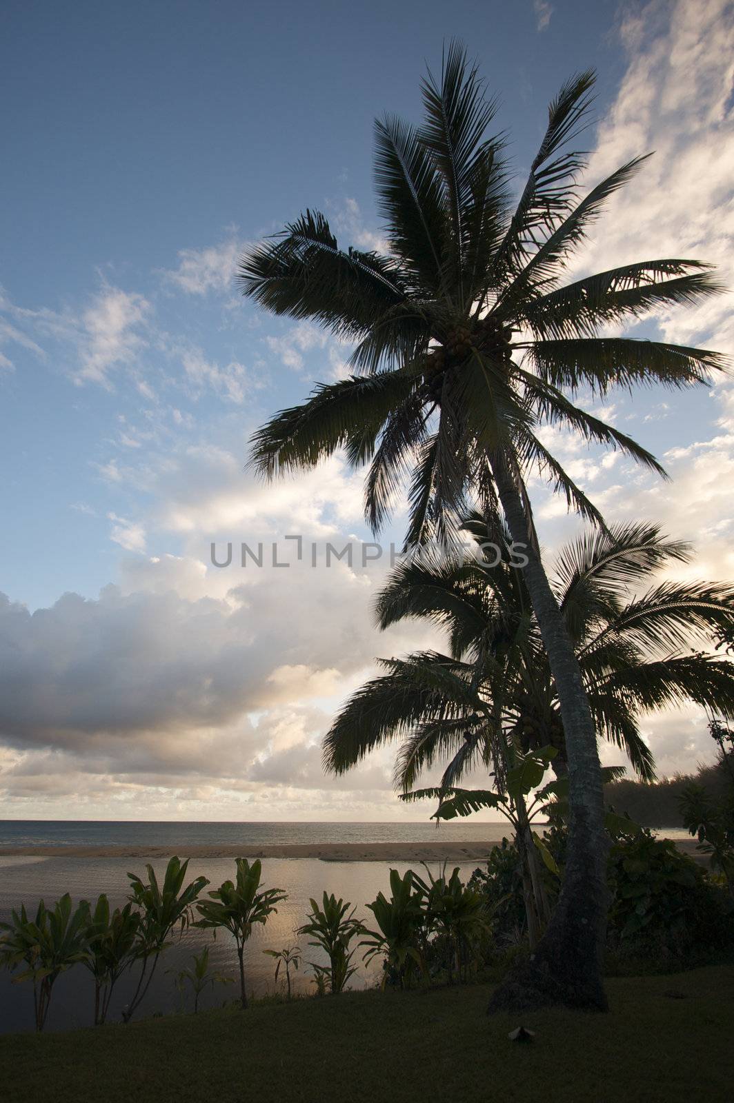 Tropical Sunset with Palm Trees and clouds.