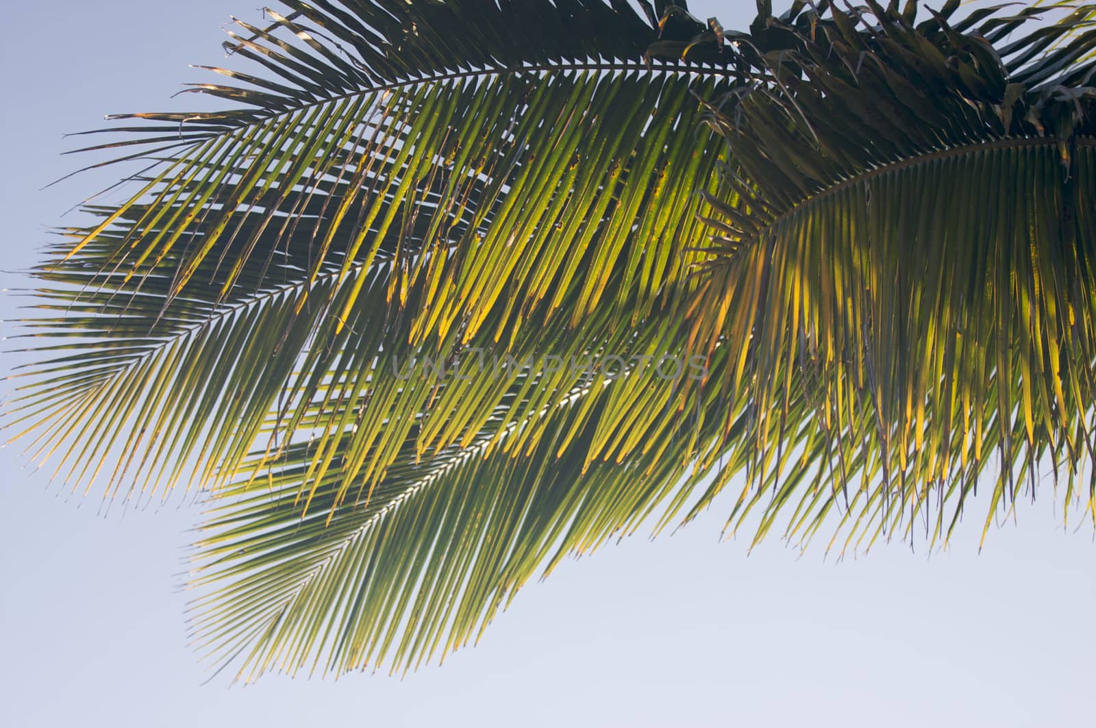 Backlit Palm Leaves on a Summer Day