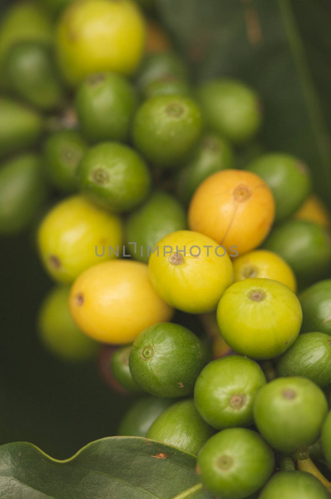 Coffee Beans on the Branch in Kauai, Hawaii