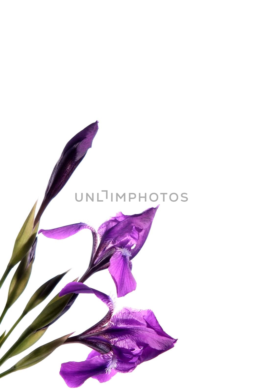 Bouquet of dark blue irises on a white background