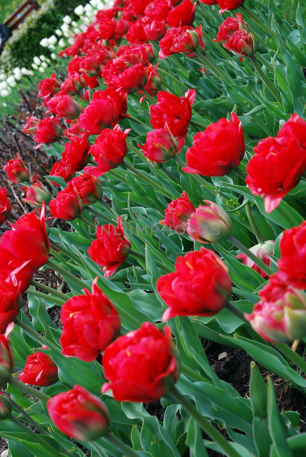 Garden of a lot of blooming red tulips