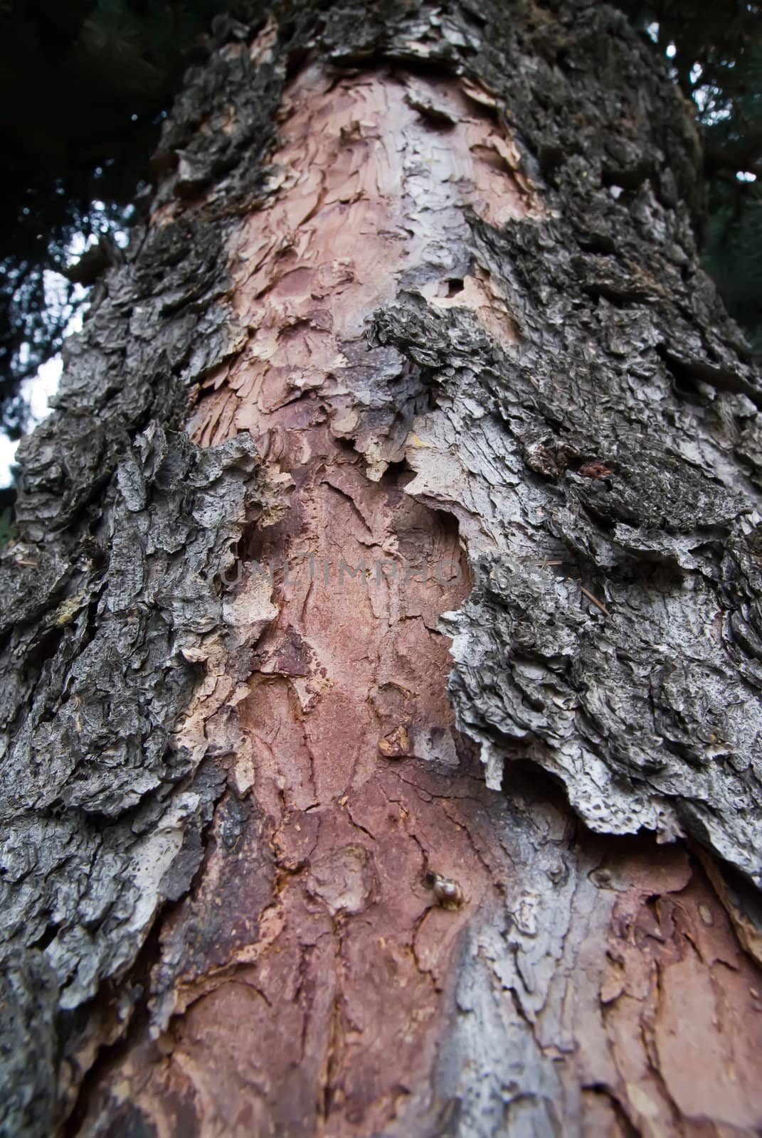 texture of an old dry bark of tree