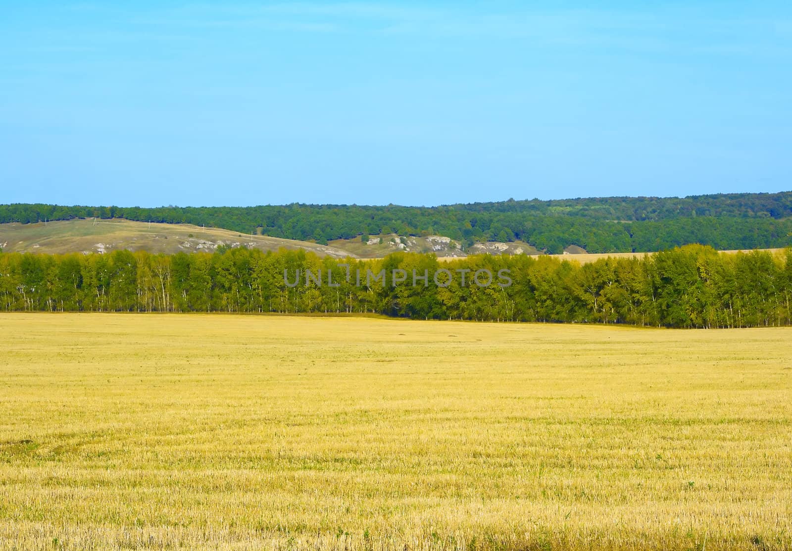 Autumn landscape with yellow fields and green wood