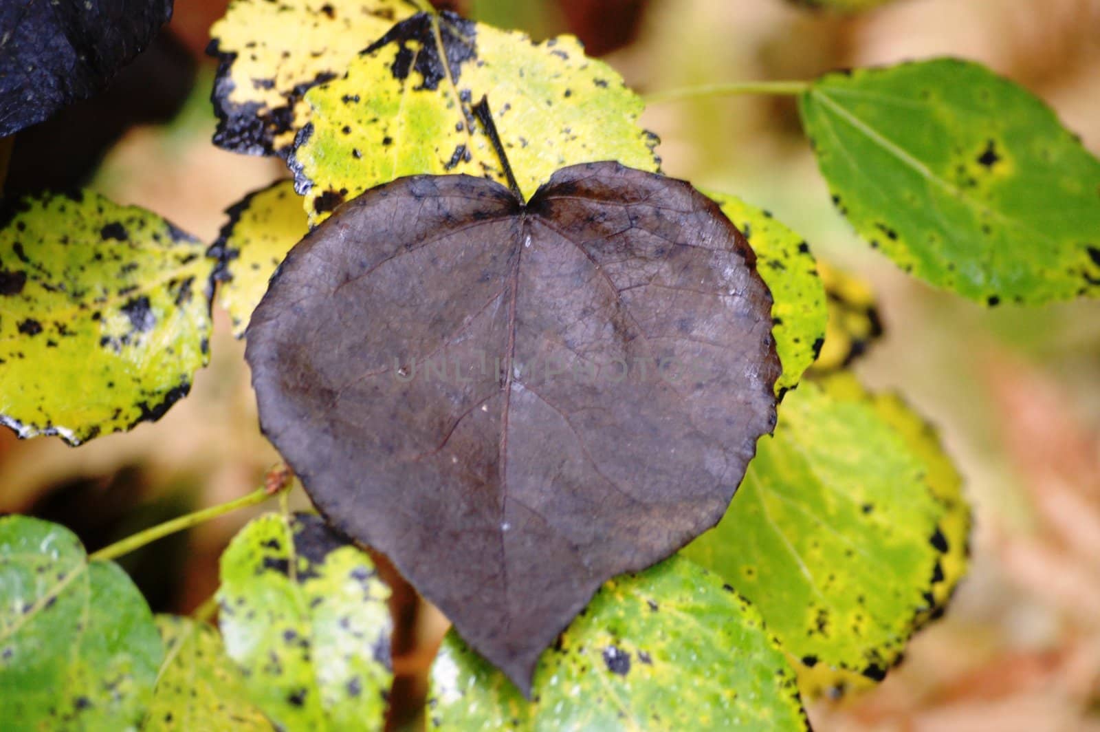 Leaf looking like a heart