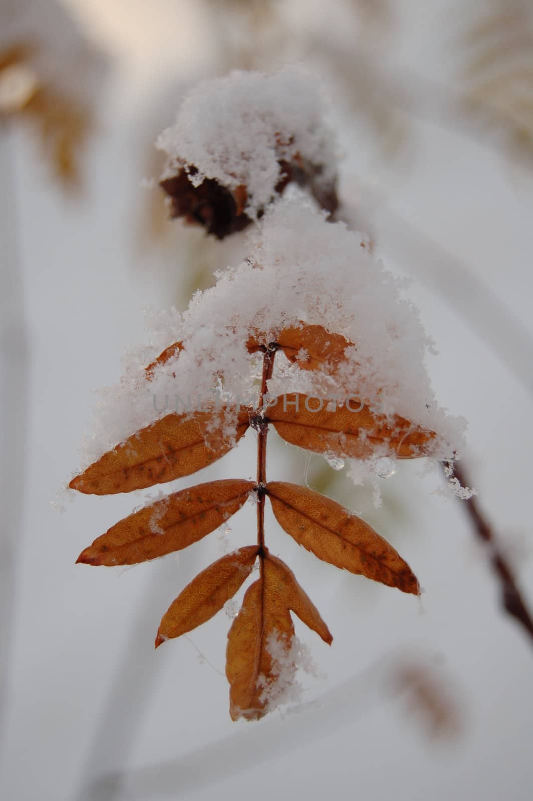 snowy leaf