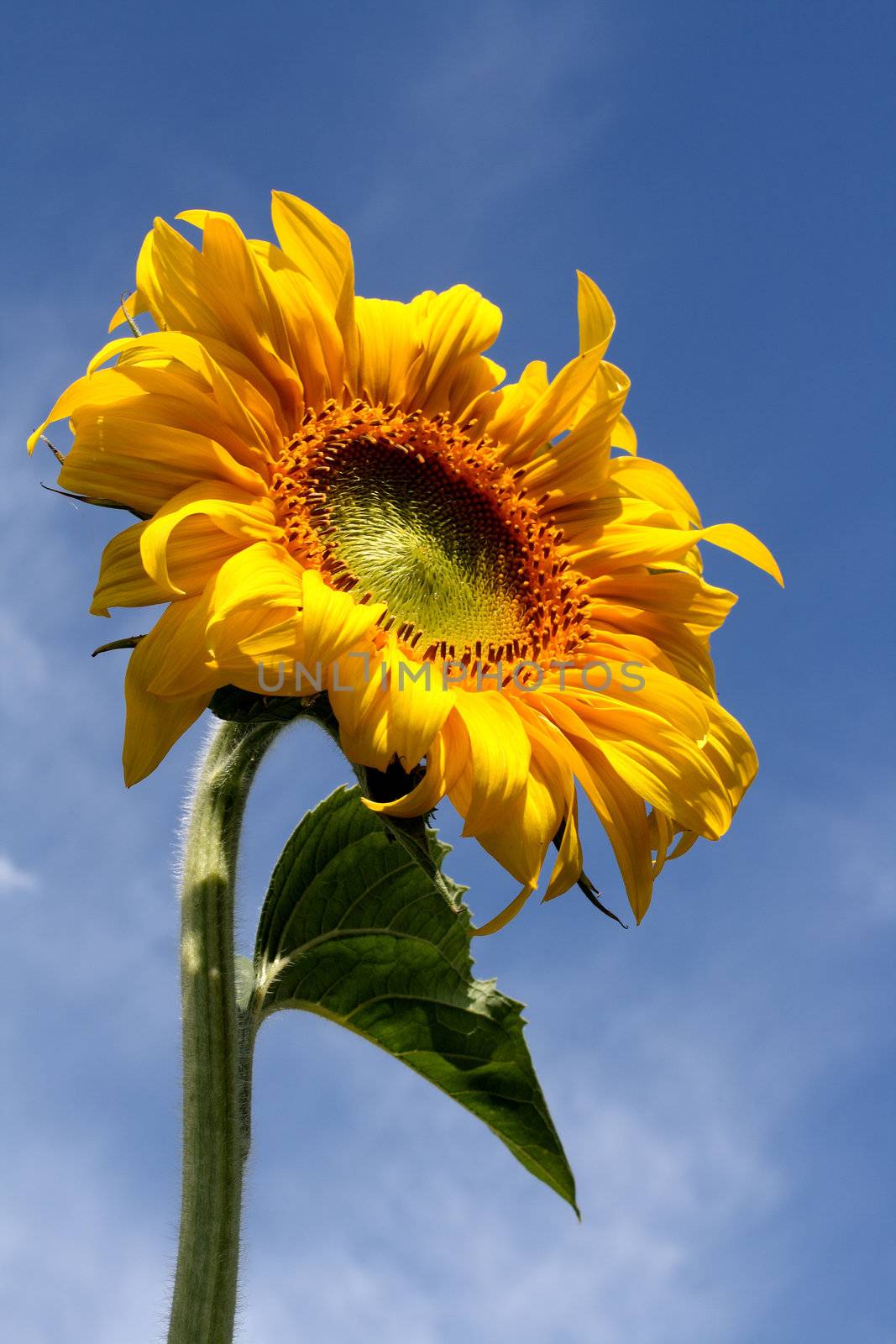 bright yellow sunflower under blue sky