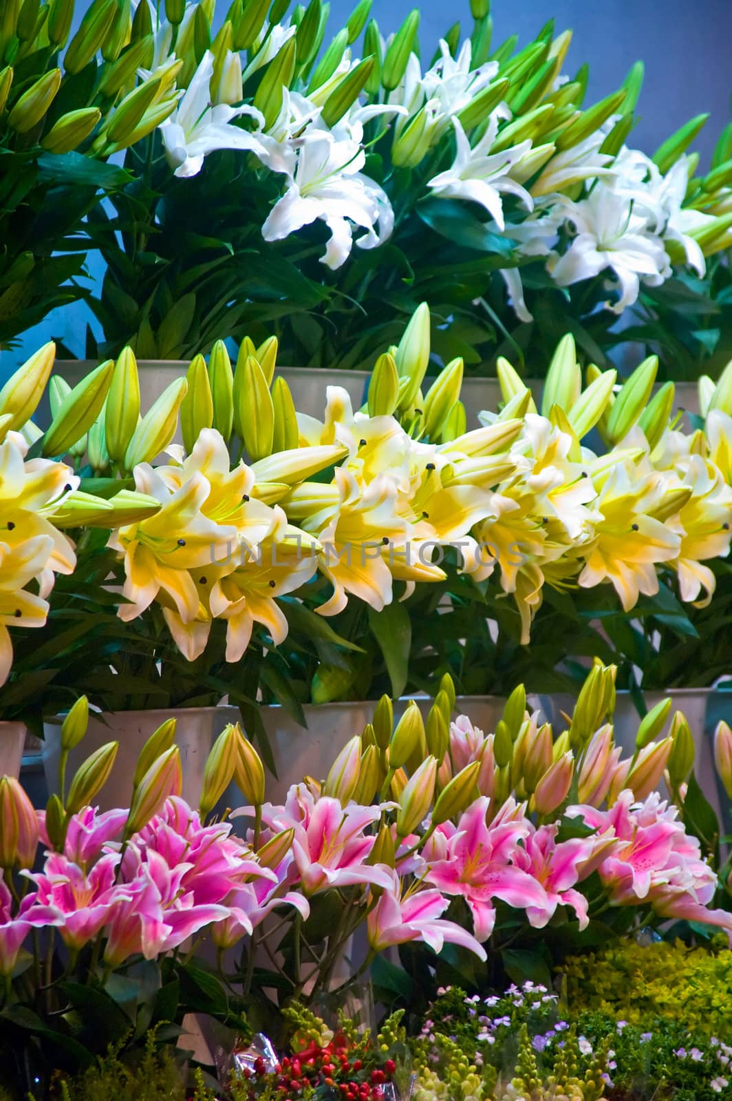 colorfull fresh lily flowers at the flowers market