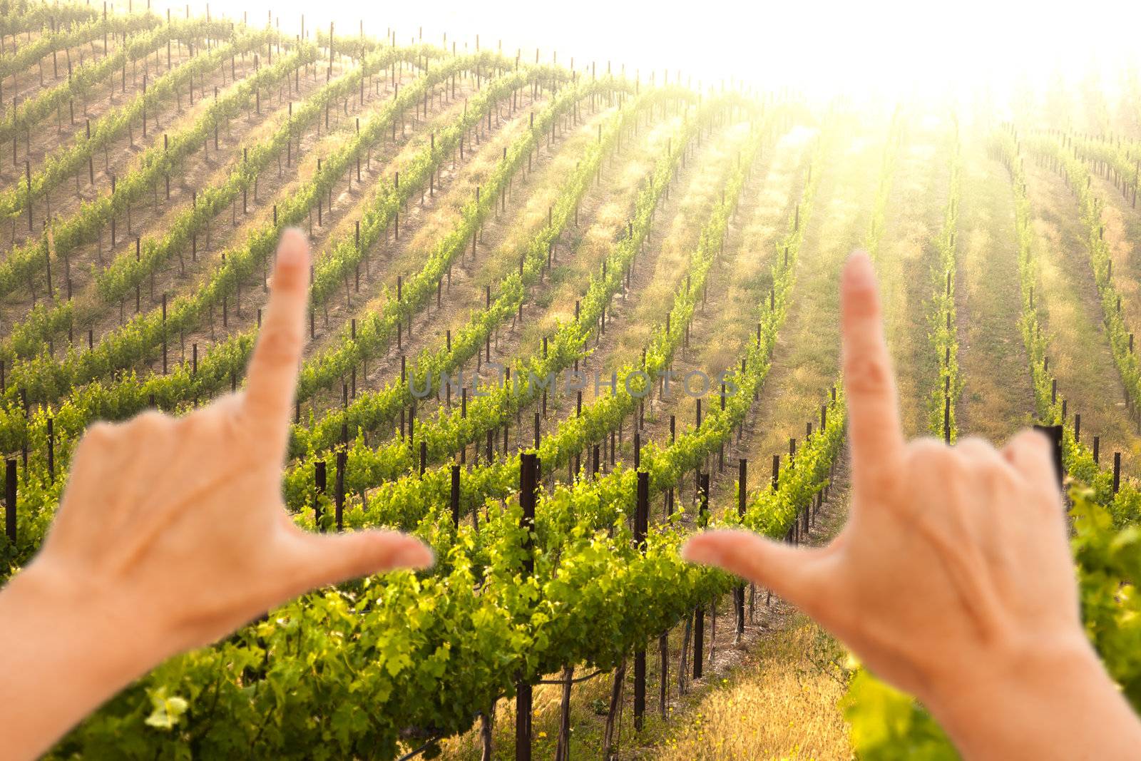 Hands Framing Beautiful Lush Grape Vineyard In The Morning Mist and Sun with Room for Your Own Text.