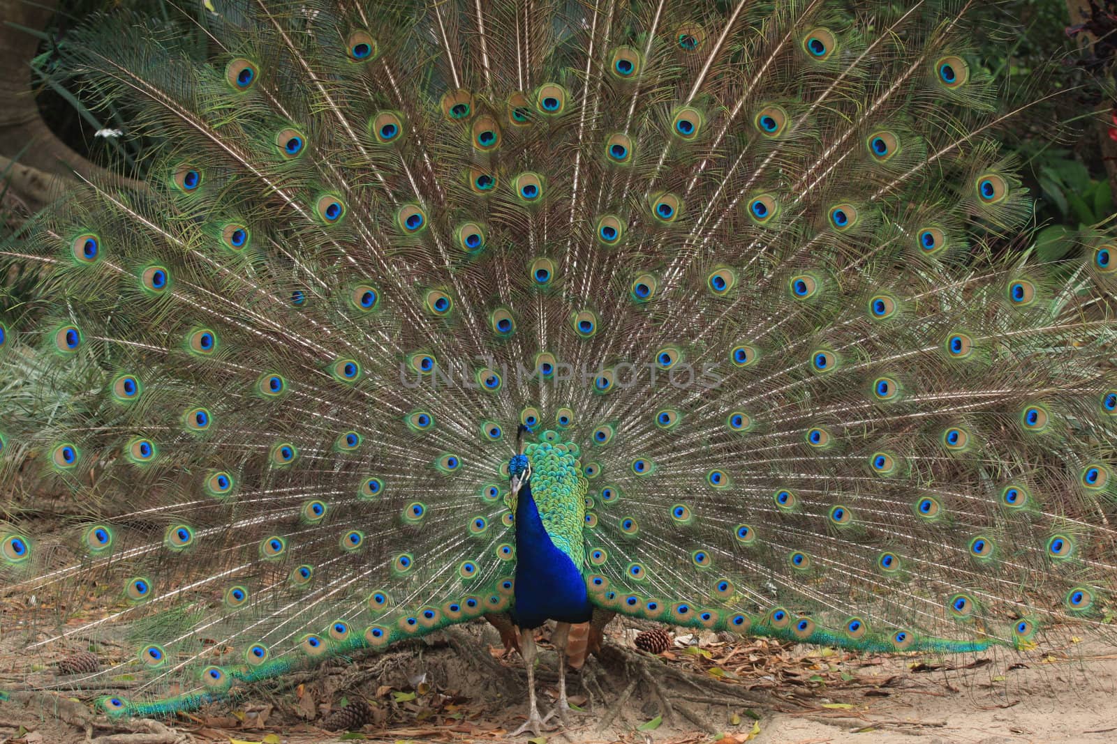 Male peacock courting a female