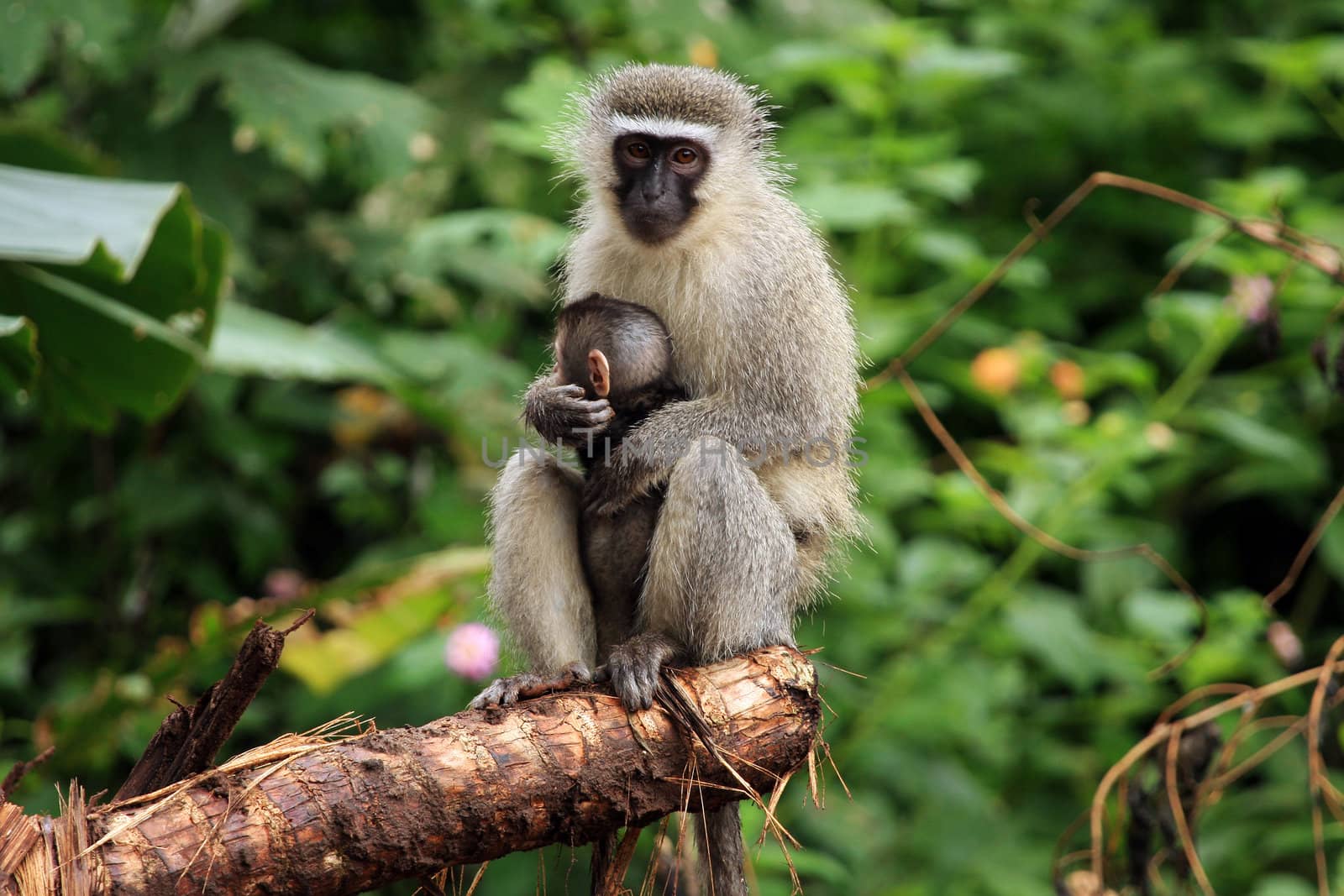 Vervet monkeys: mother and baby by raliand