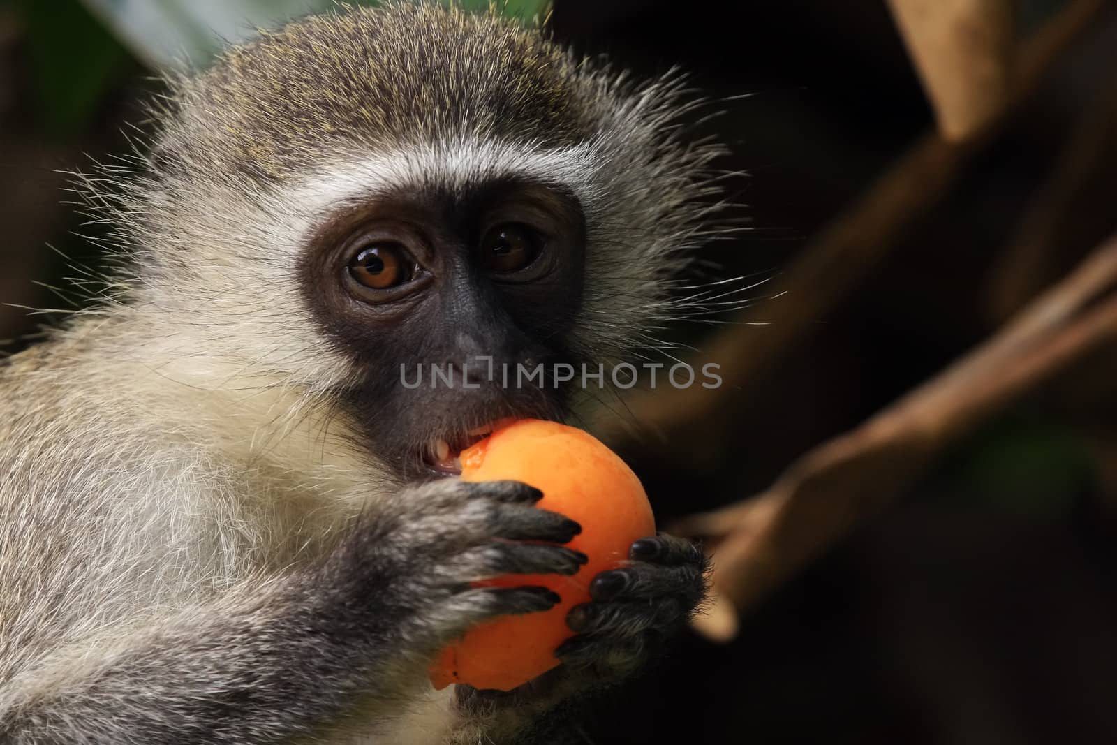 Vervet monkey eating an apricot