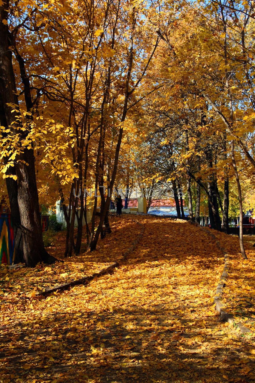 lane with yellow leaves in autumn park