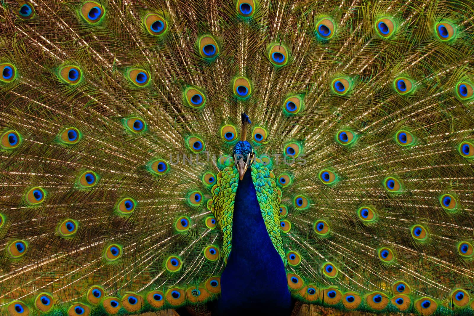 Male peacock courting a female