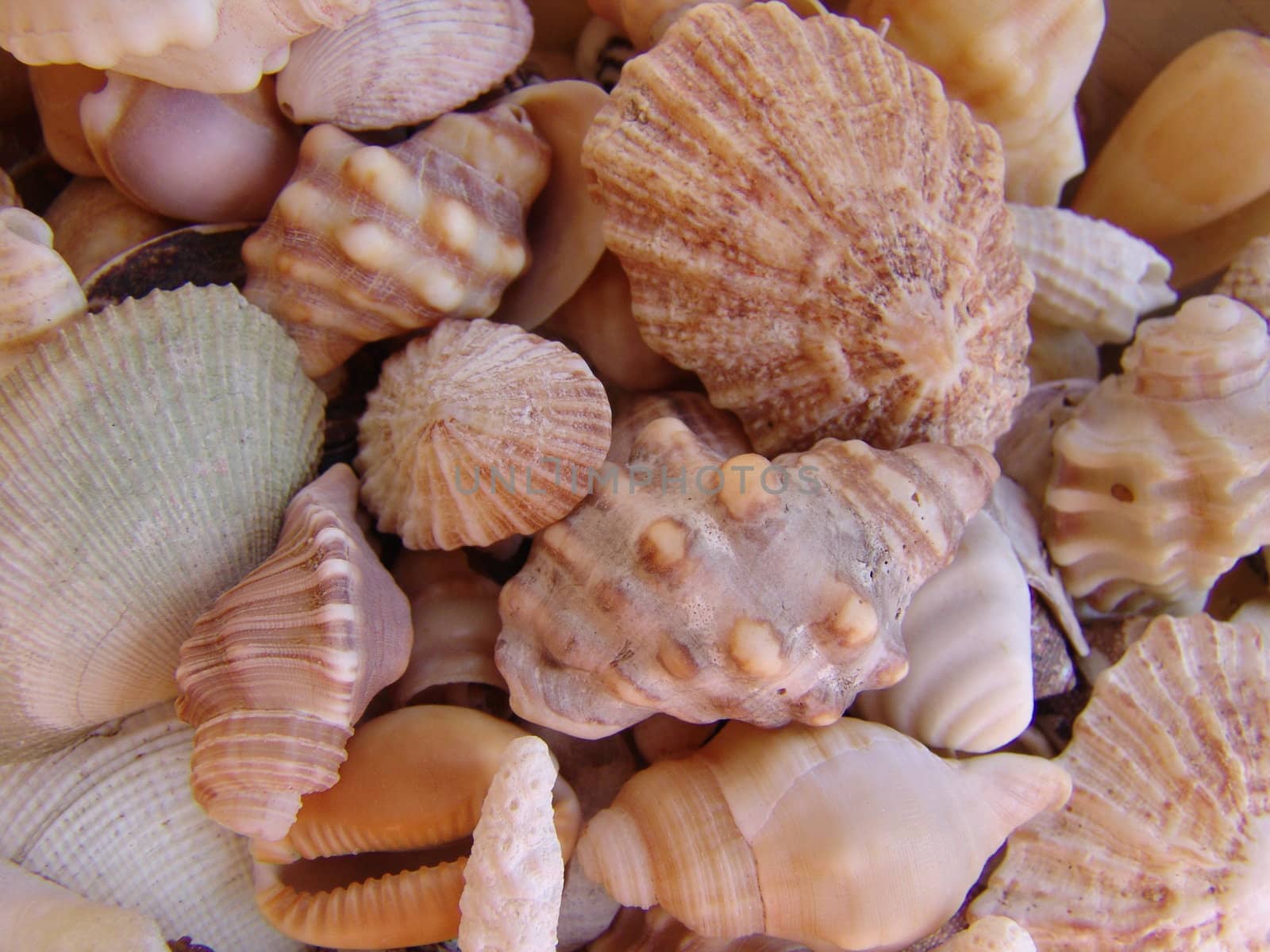 Seashells by raliand