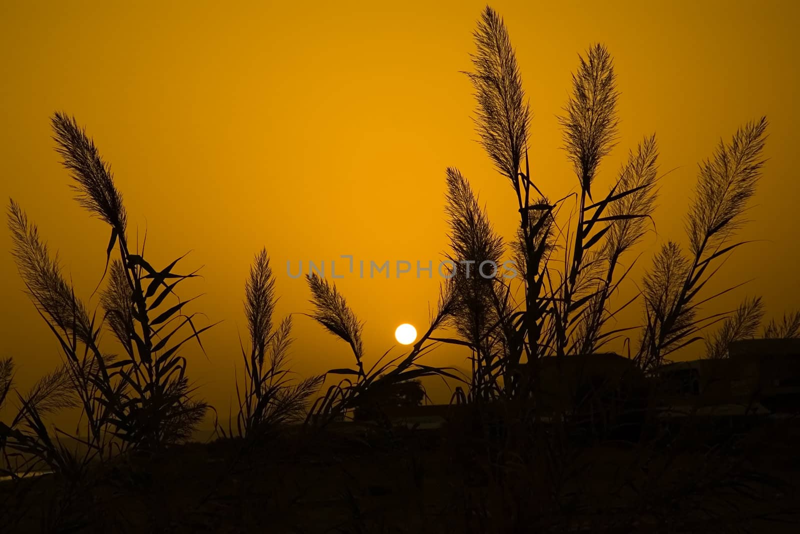 Orange sunset and black plant silhouettes by iribo