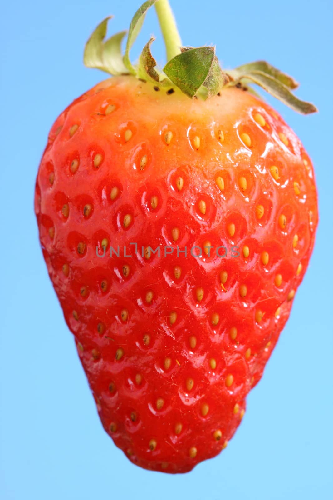 strawberry by mitzy