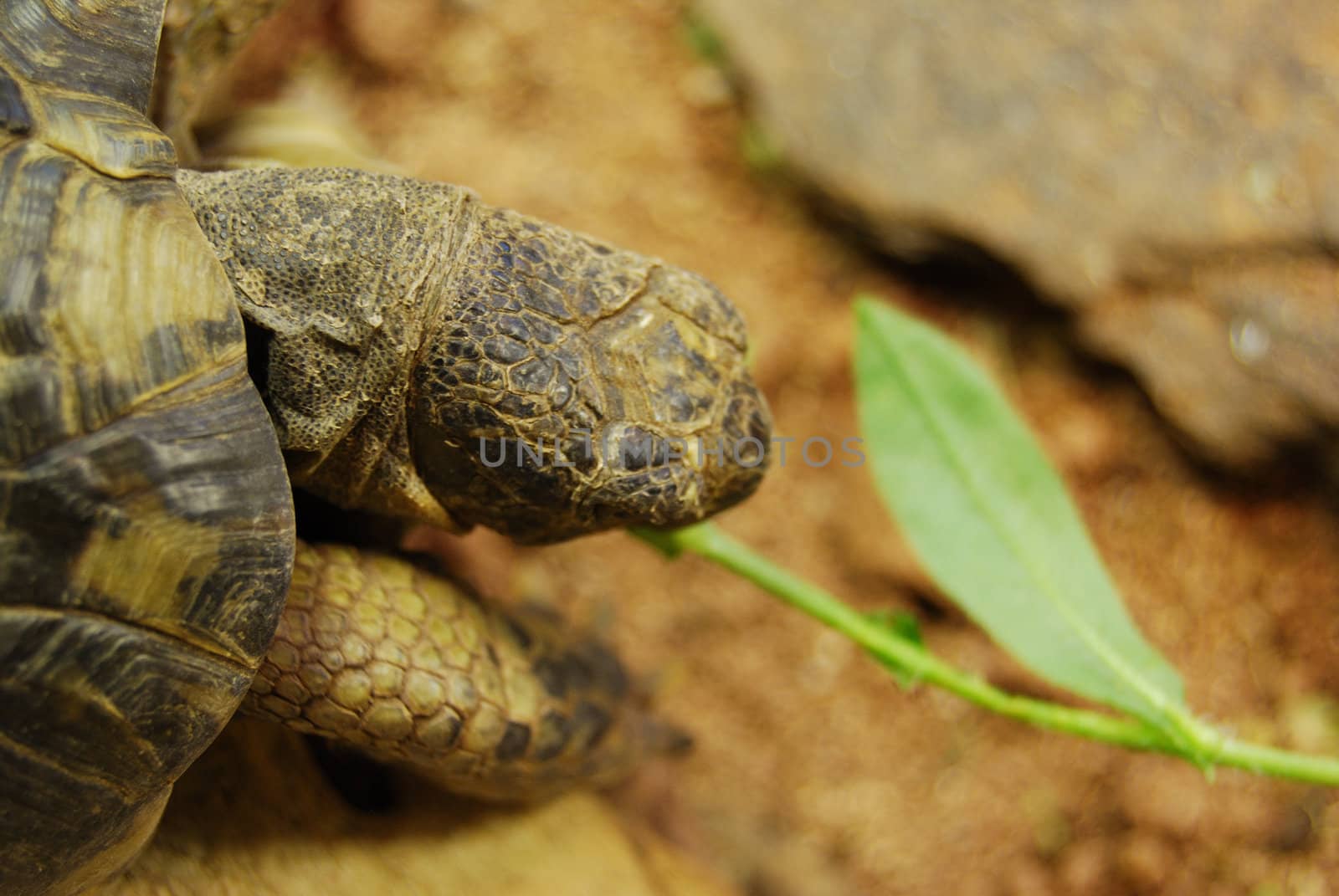 closeup of a small turtle in its enclosure