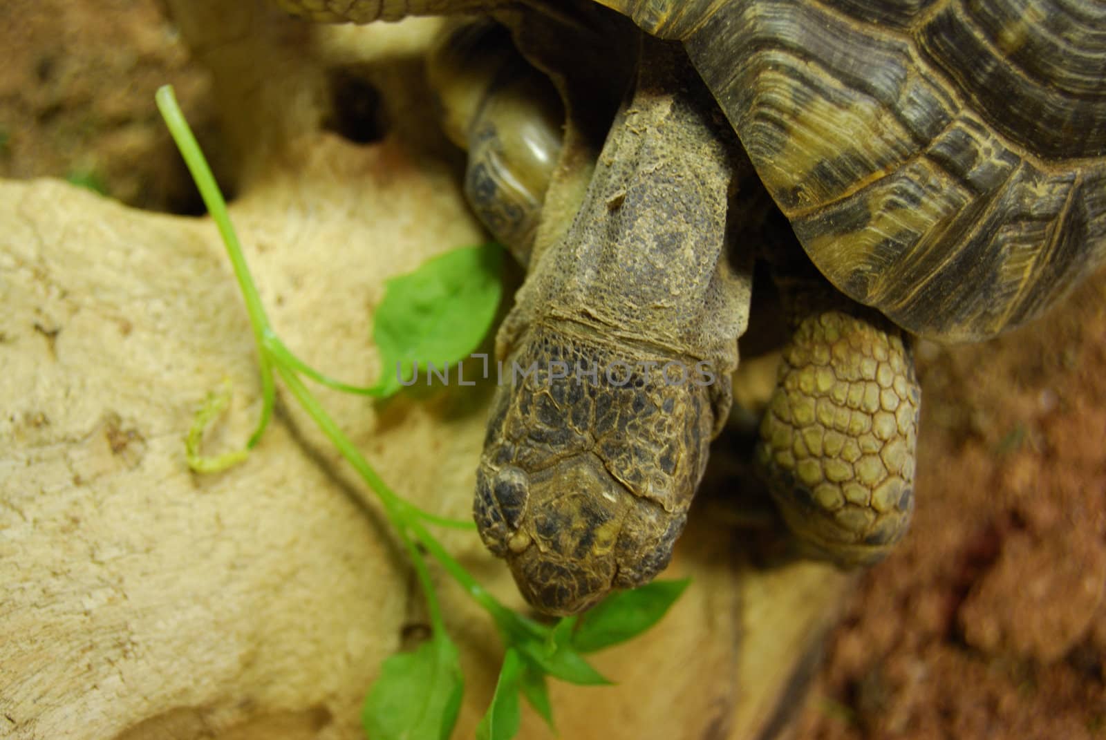 closeup of a small turtle in its enclosure