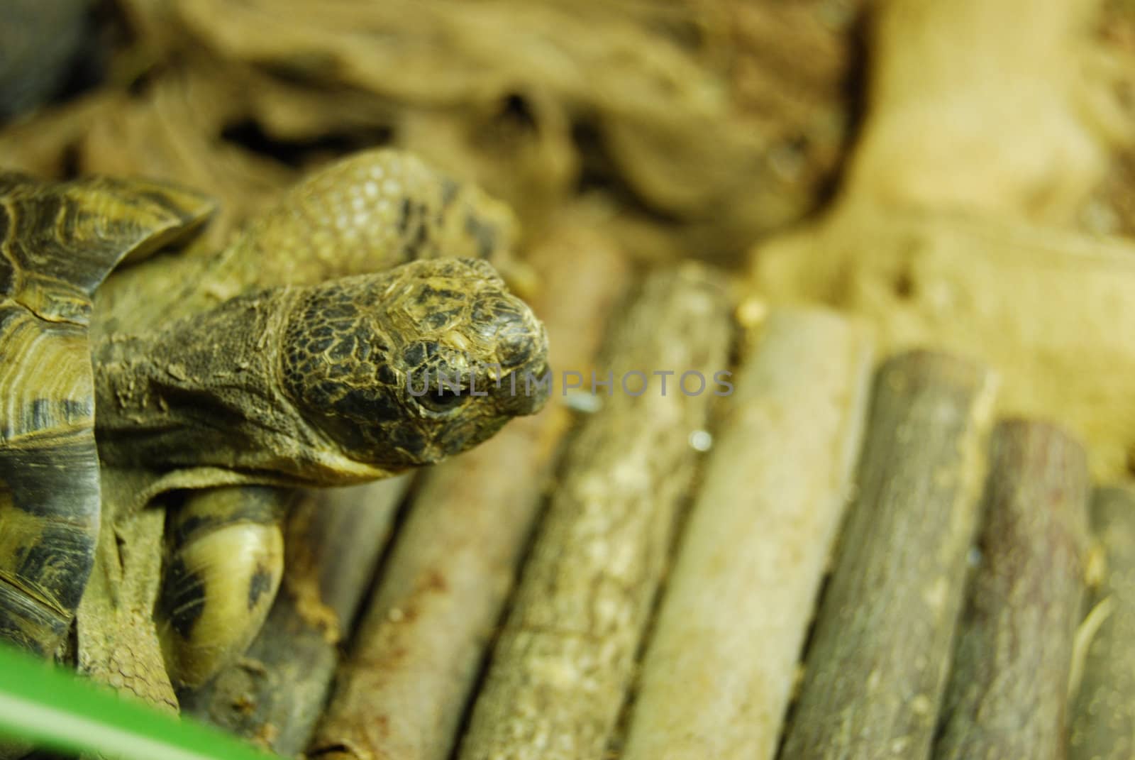 closeup of a small turtle in its enclosure