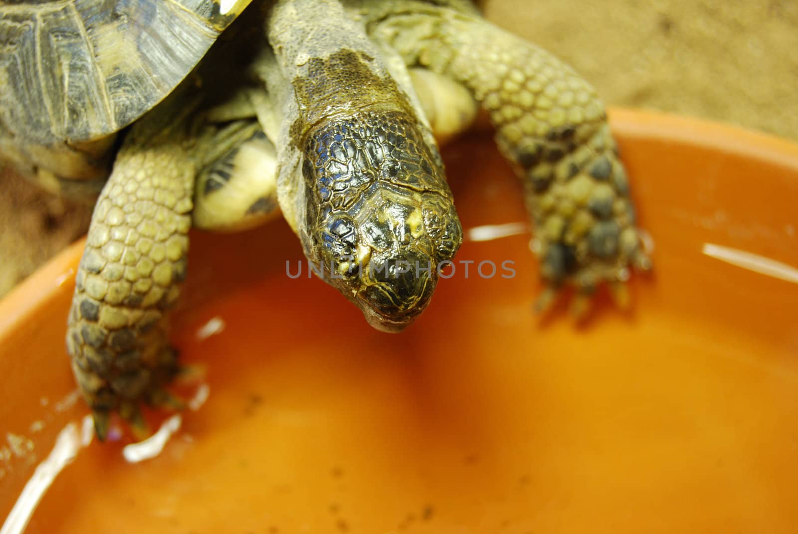 closeup of a small turtle in its enclosure