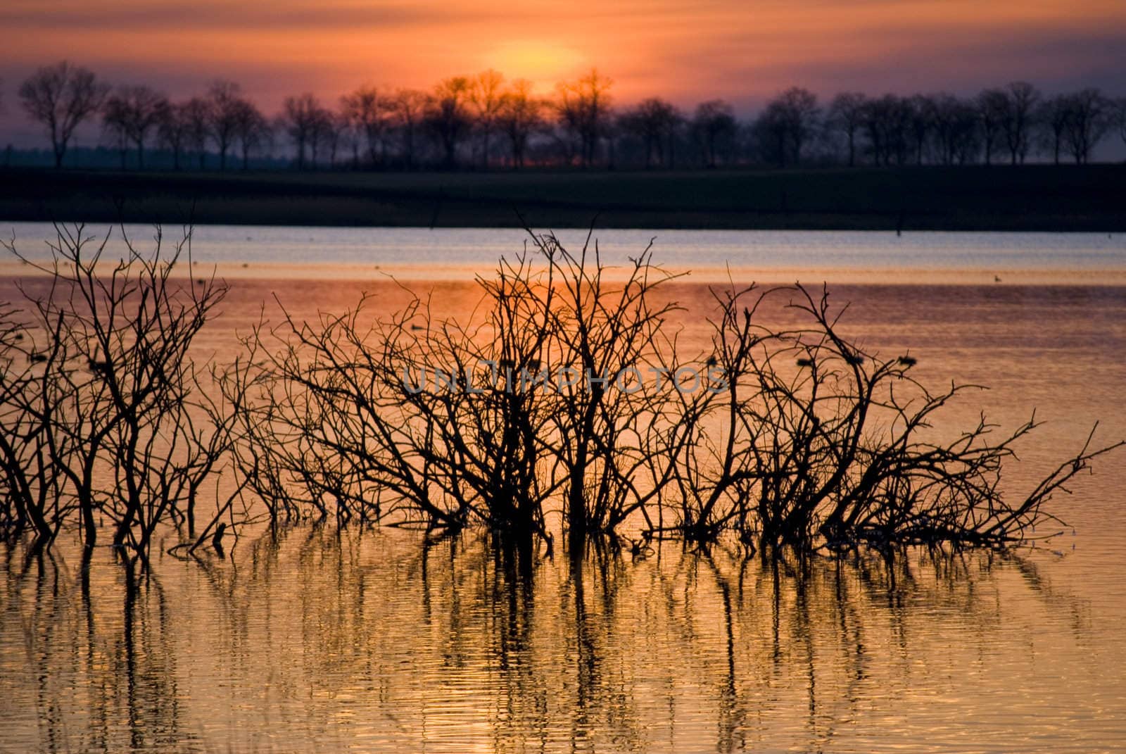 beautiful sunset at a lake with silhouettes of trees 