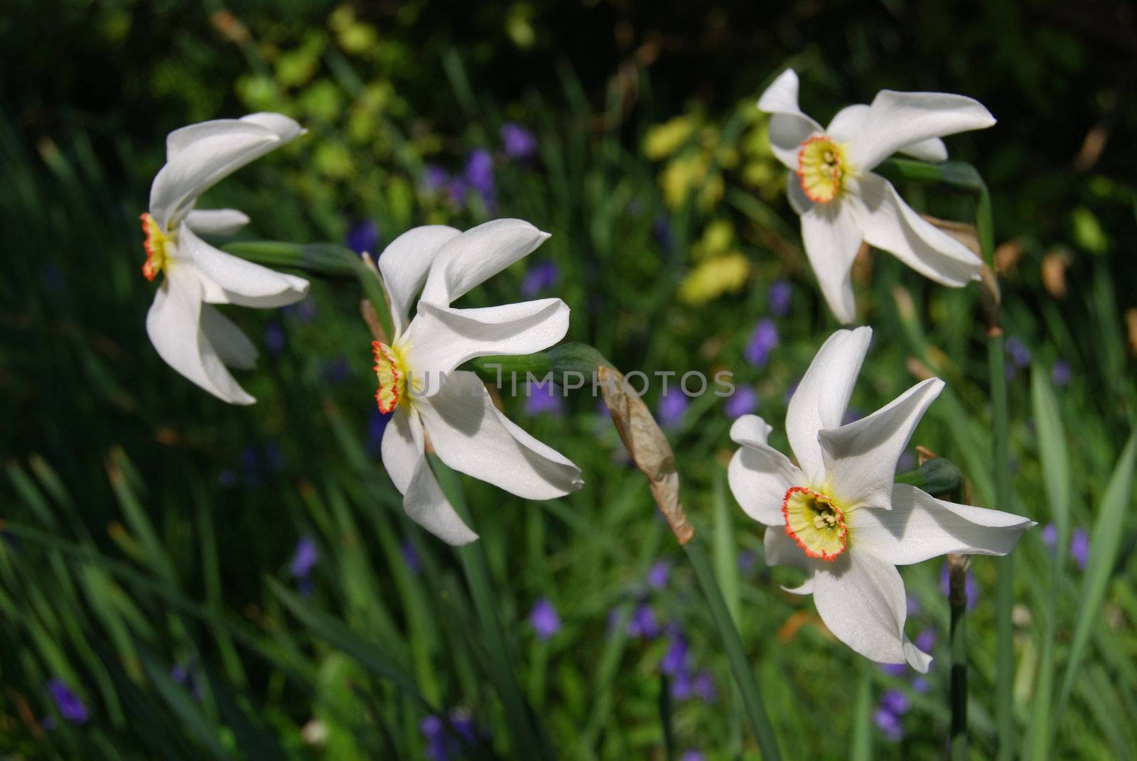 Four daffodils turned towards the sunlight