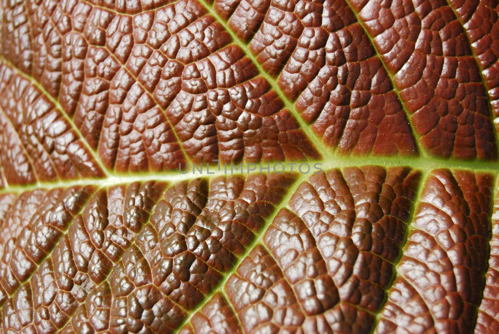 closeup of a brown leaf and its veins