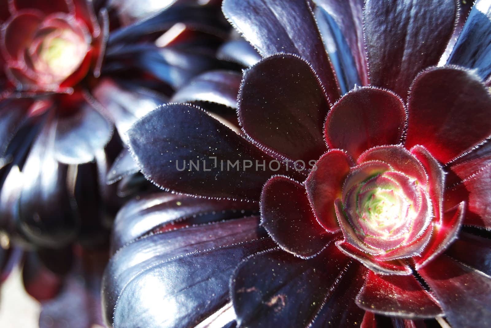 closeup of two cactus with shallow depth