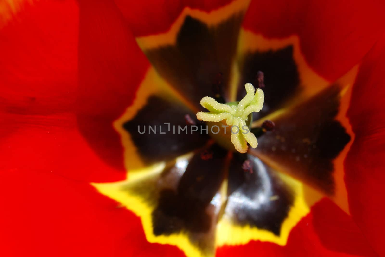closeup of a deep red tulip flower