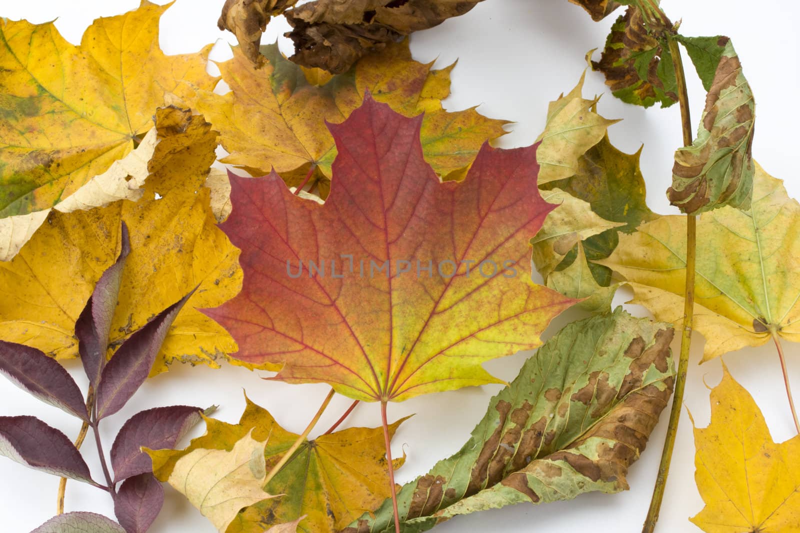 colorful autumn leaves on white background