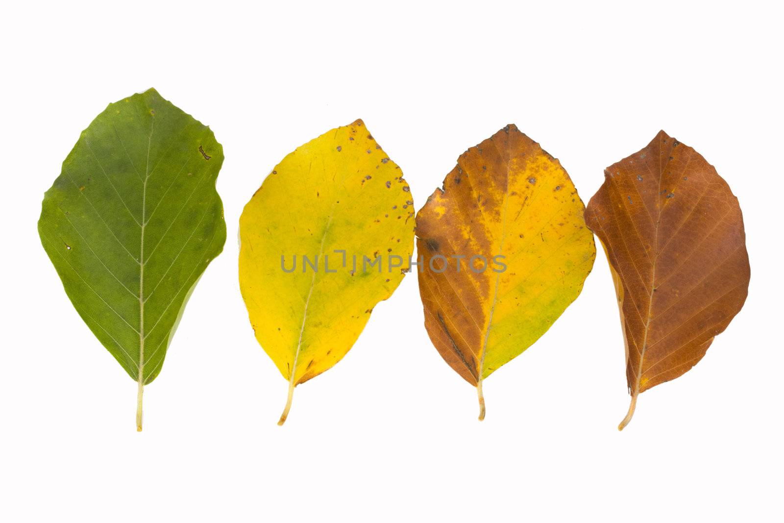 beech leaves in different colors in autumn by bernjuer
