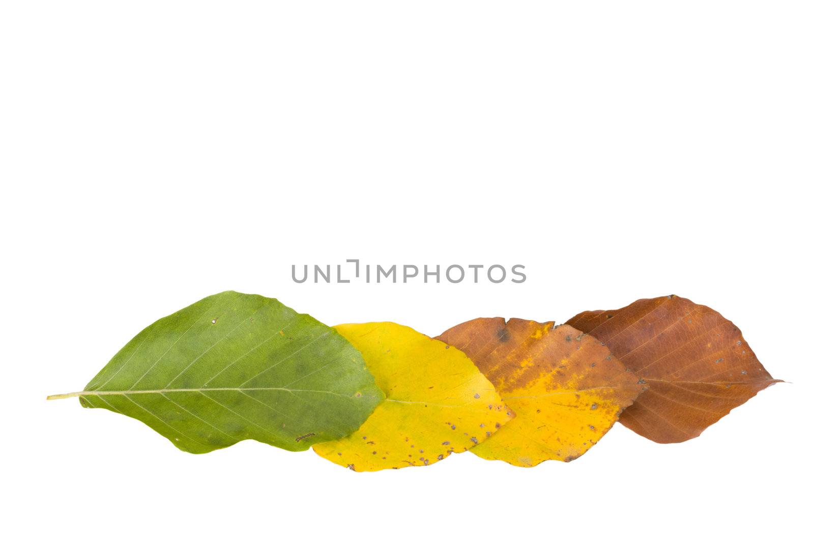 beech leaves in different colors in autumn by bernjuer