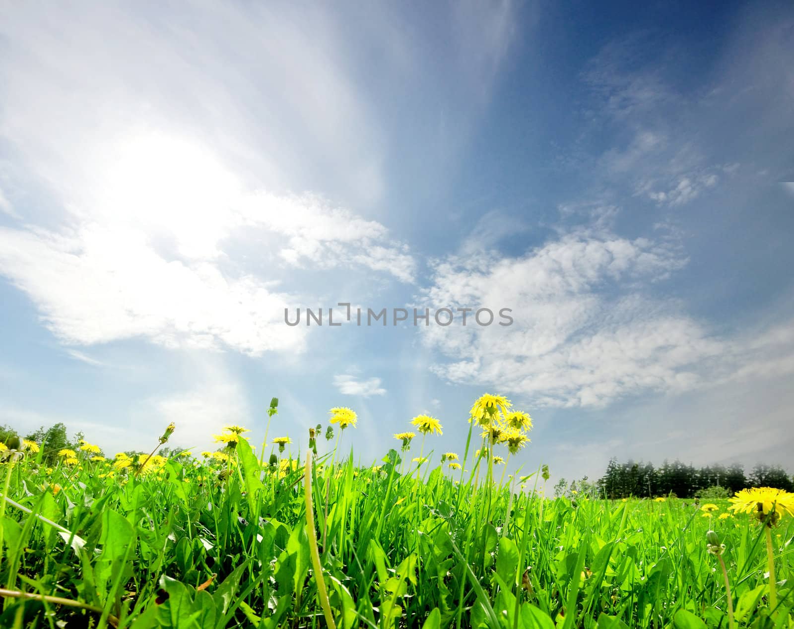 landscape green field with dandelion daisies  under blue sky and bright sun 