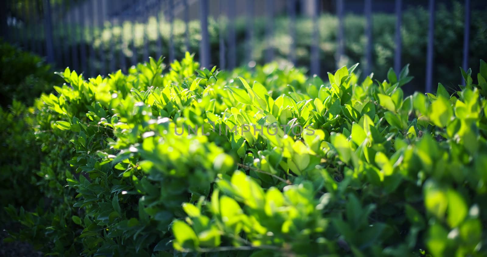 green leaves with the sunlight coming through the top leaves of the bush against the wall