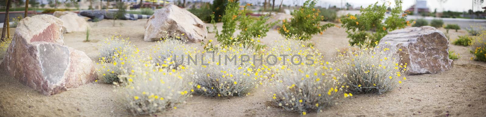 panoramic landscape of desert flowers and rocks outside in las vegas in a park 