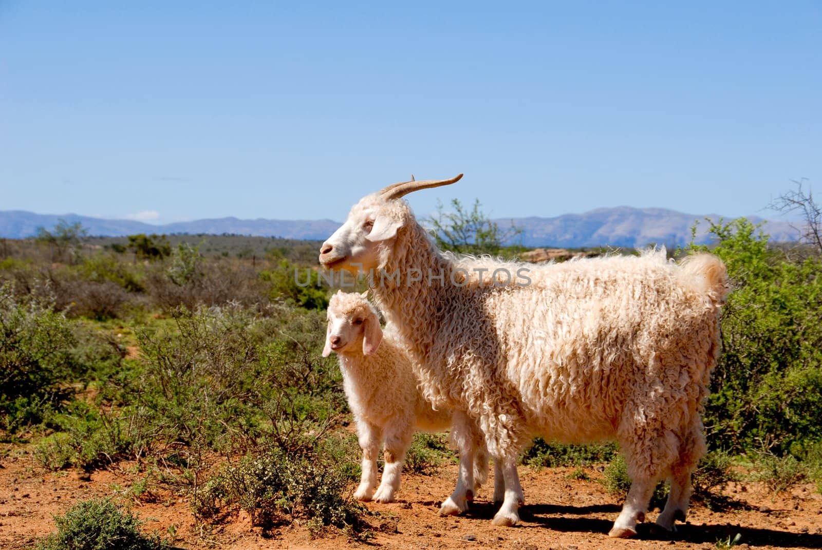Adult Angora goat with lamb in the Karoo.