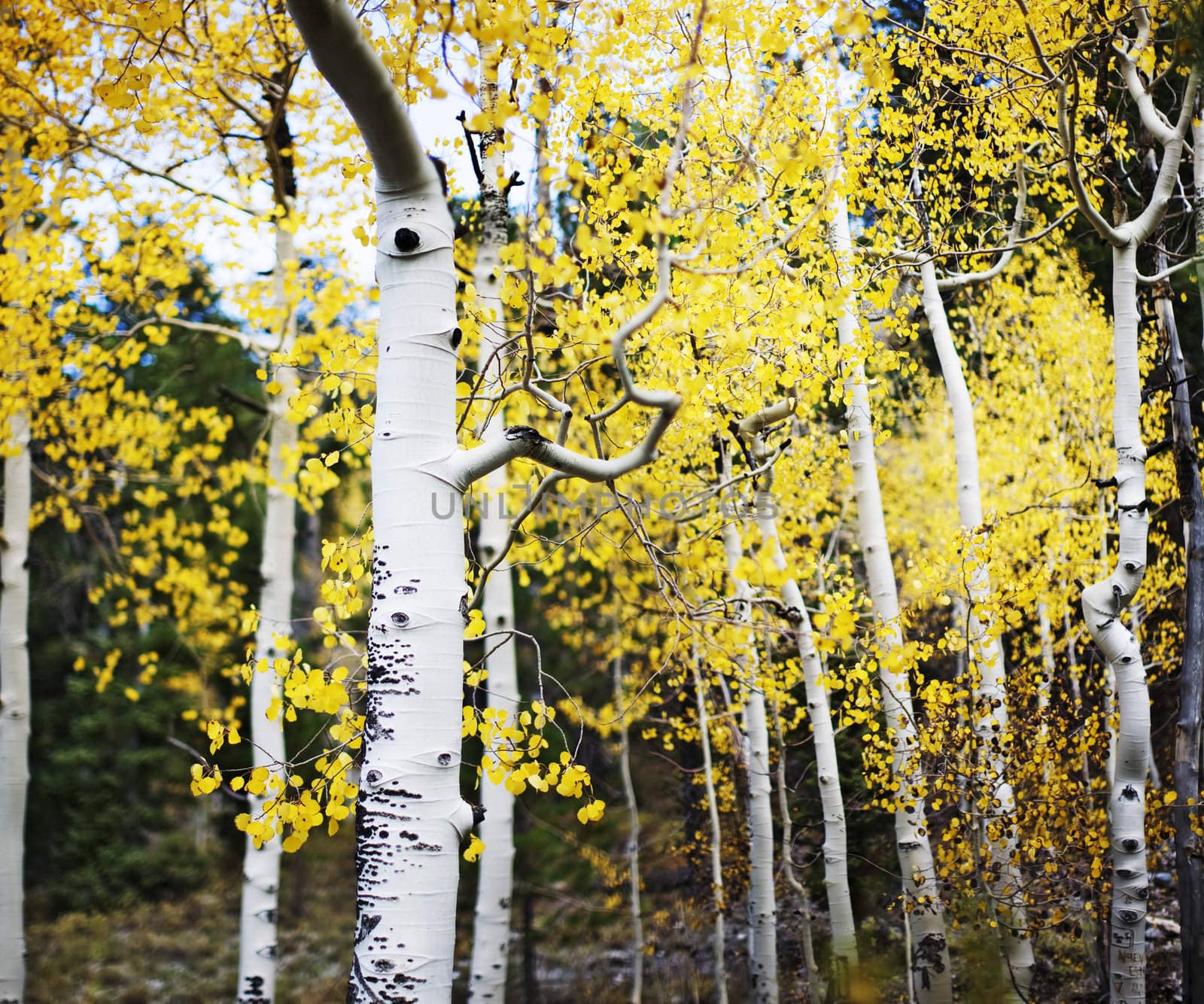 aspen trees lined together in the forest with a landscape of fall colors on the leaves in yellow and orange