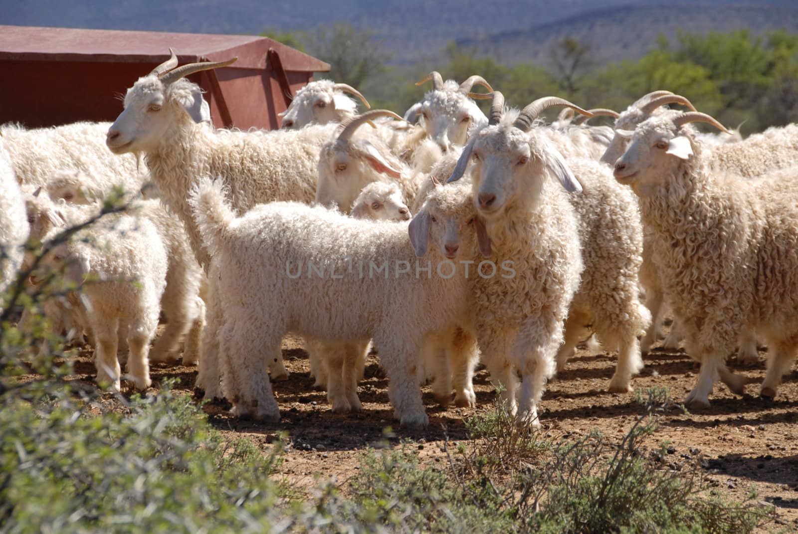 A flock of Angora goats in the Karoo, Western Cape, South Africa