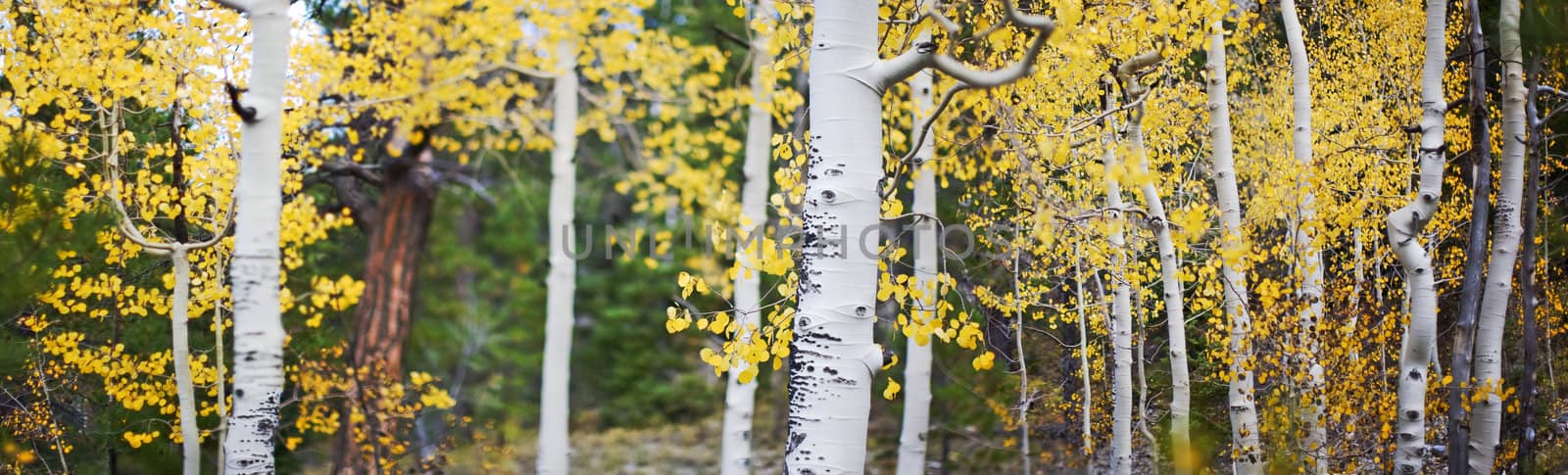 panoramic photo of aspen trees with yellow leaves in the fall outside in the forest 