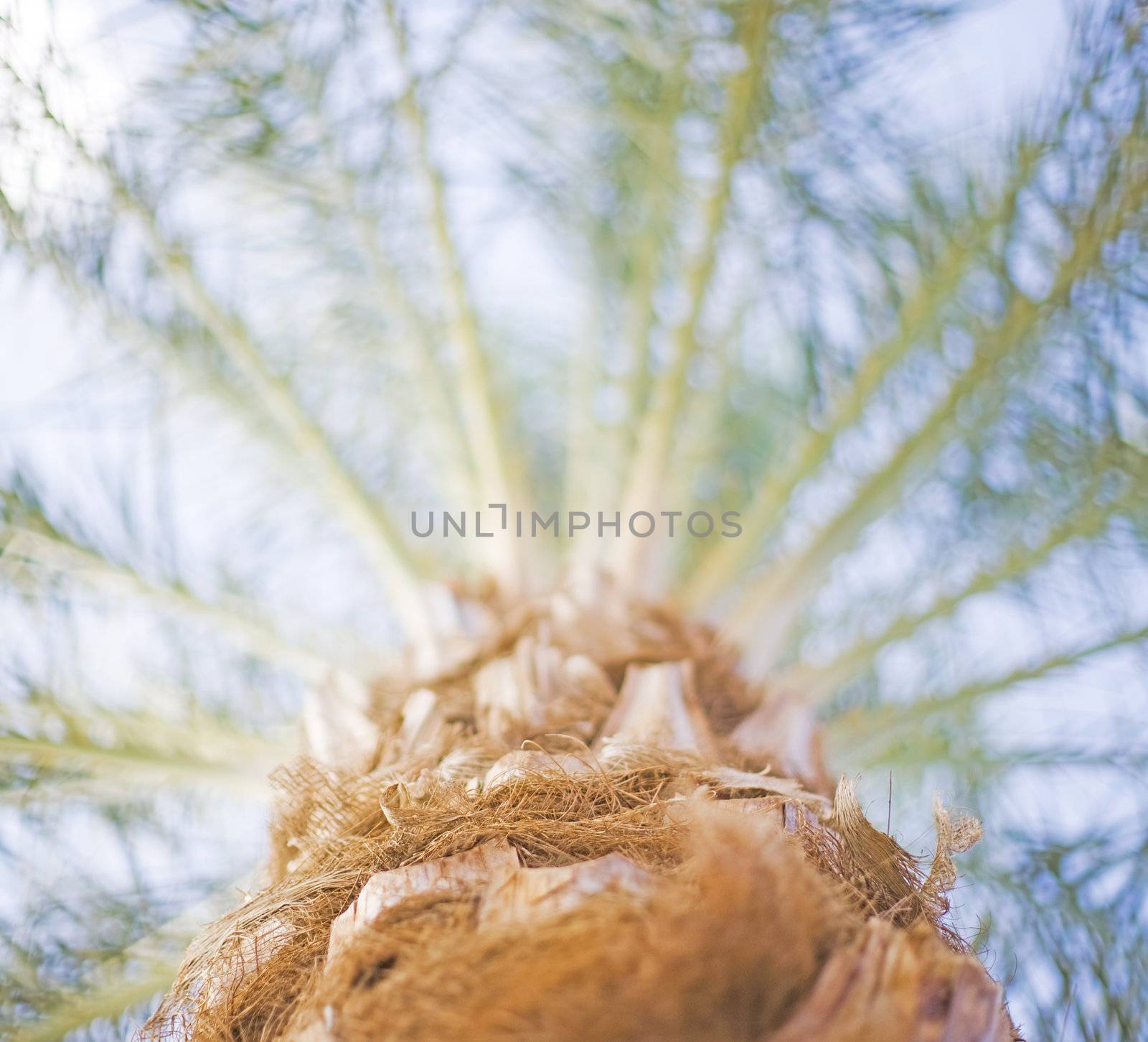 palm tree by bellemedia