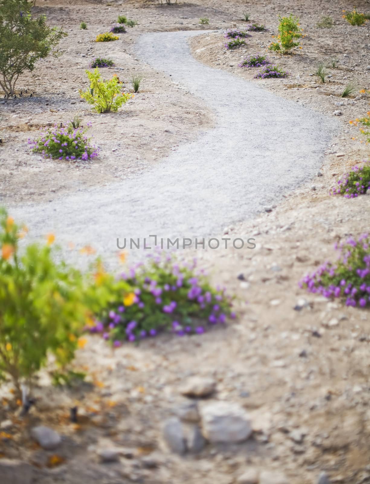 desert path with a winding, lonely path leading through the desert with landscaped flowers and plants on the side of the road