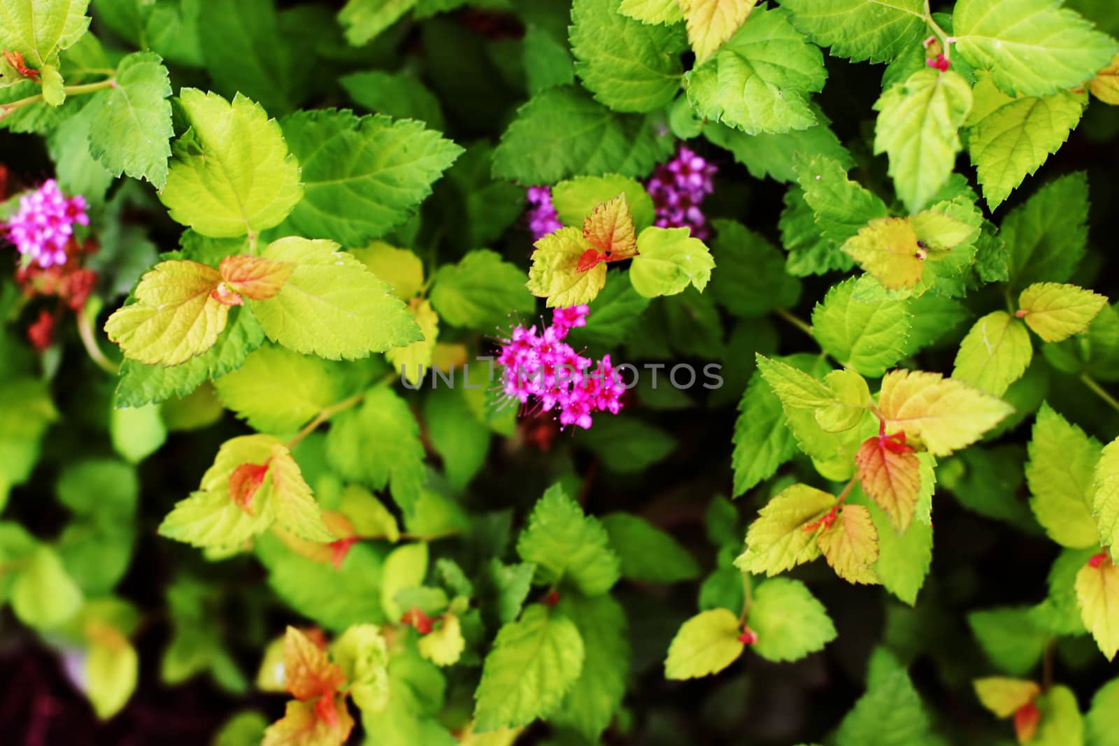 colorful leaves on a bush with many hues of green and yellow with pink flowers 