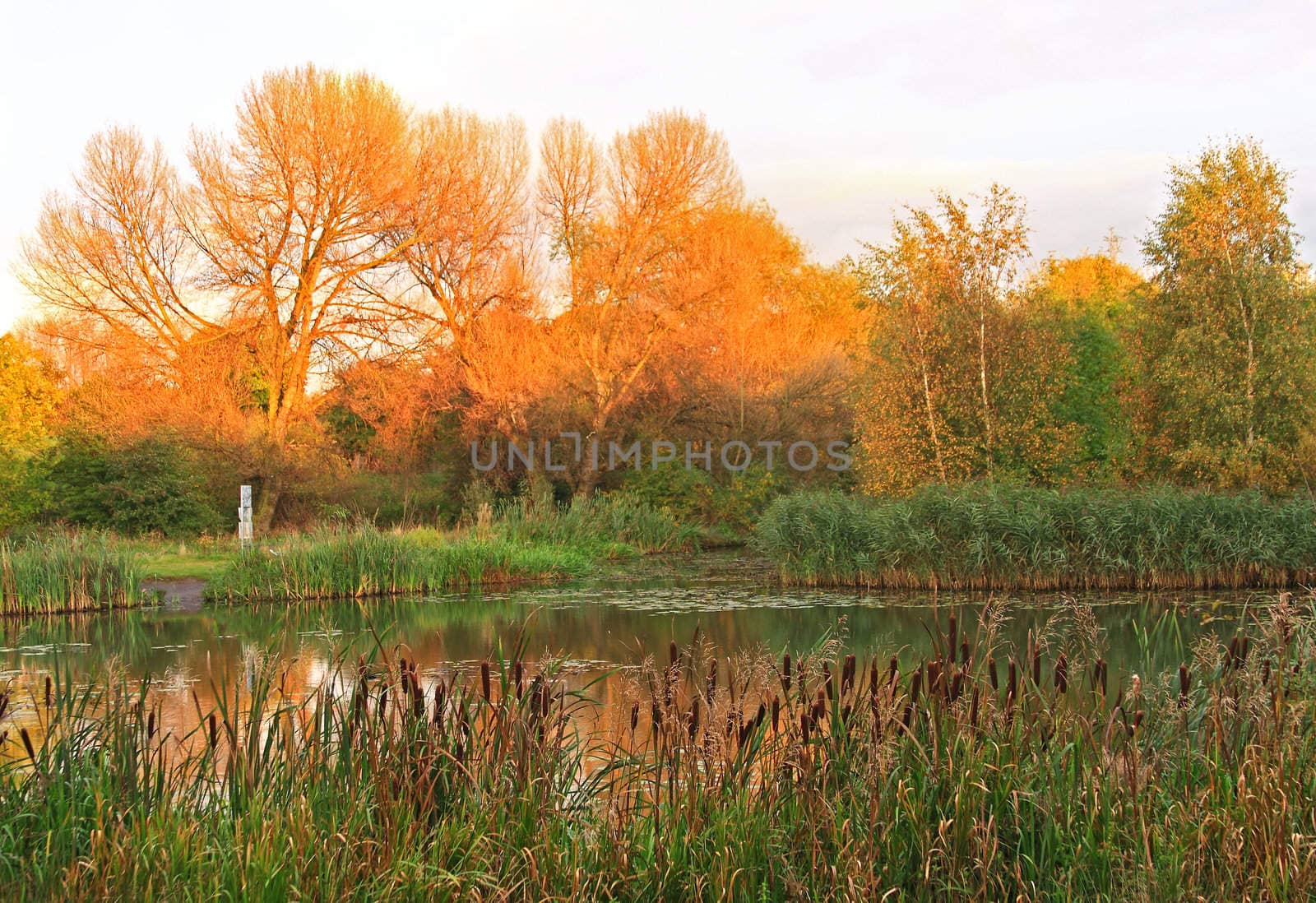 Sunny Tree - Picturesque autumn landscape of lake and bright trees