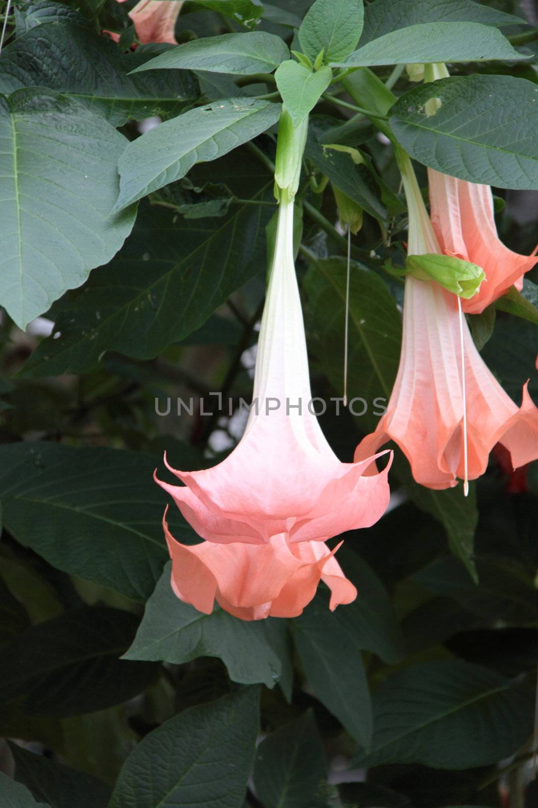 Angel Trumpet