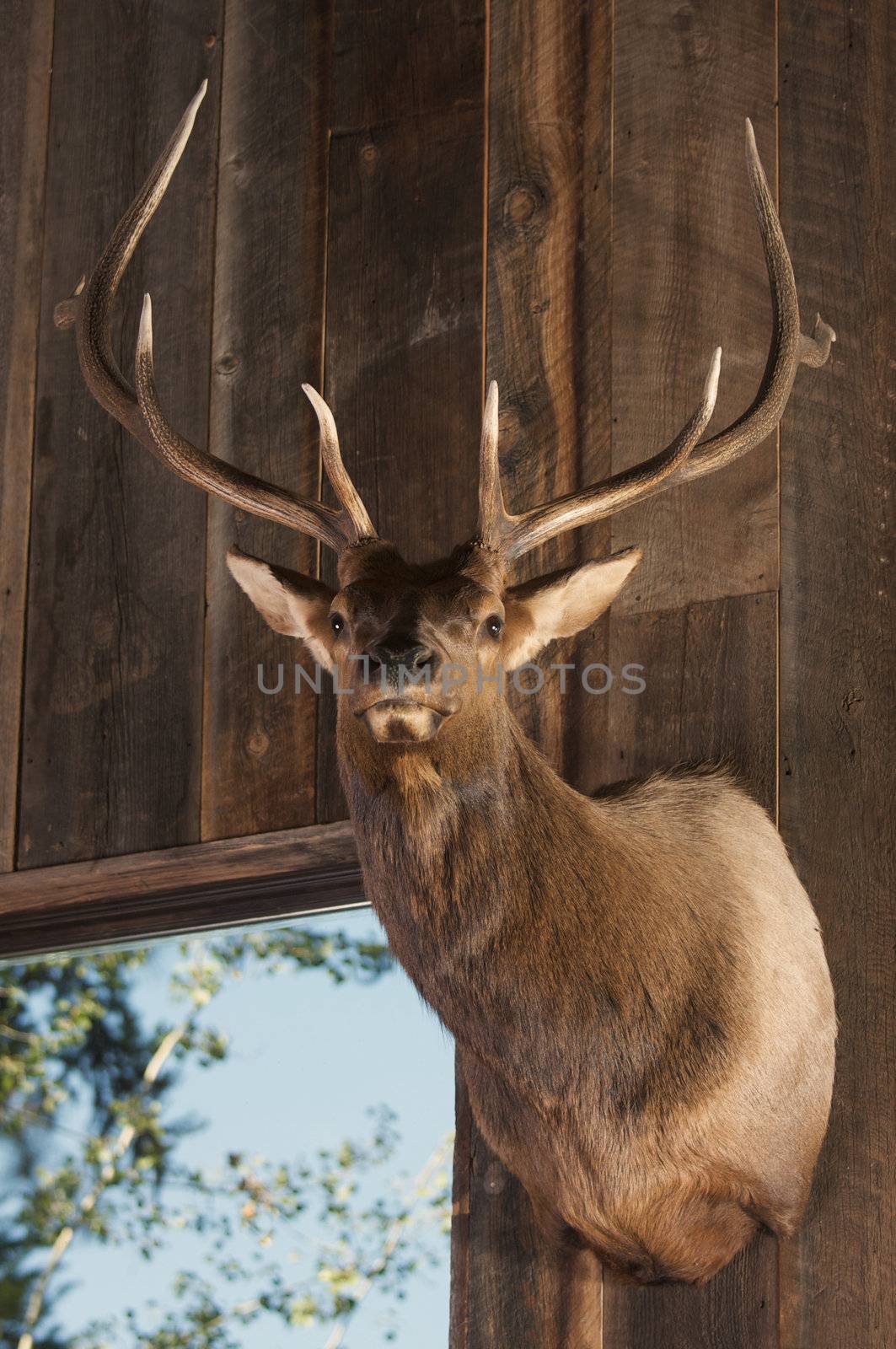 Mounted Stag Head by Feverpitched