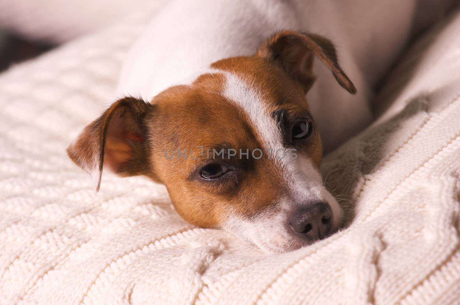 Jack Russell Terrier Dog Portrait on Pillow