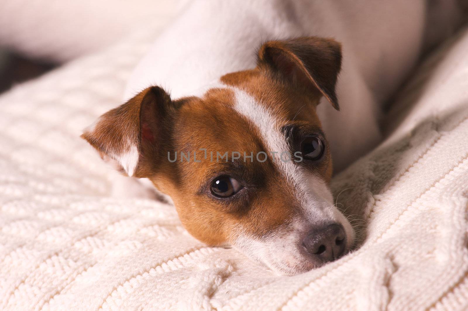 Jack Russell Terrier Dog Portrait on Pillow
