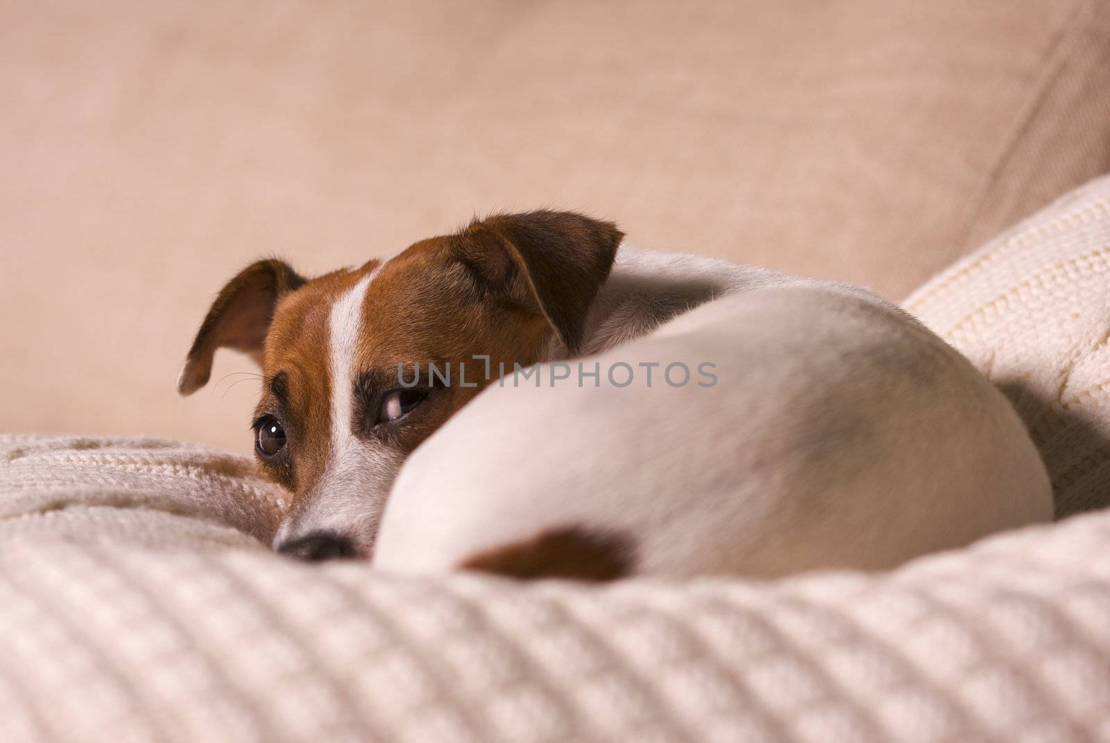 Jack Russell Terrier Dog Portrait on Pillow