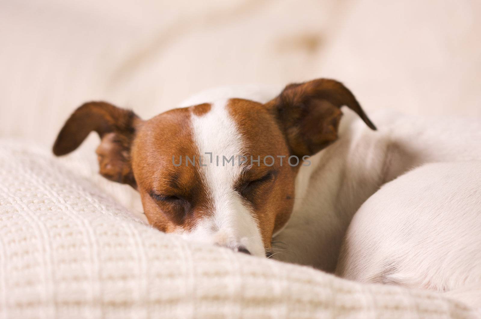 Jack Russell Terrier Dog Portrait on Pillow