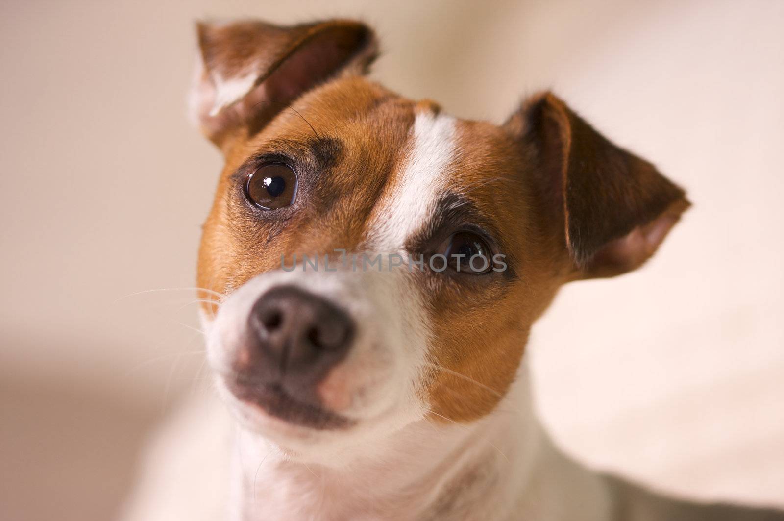 Jack Russell Terrier Dog Portrait